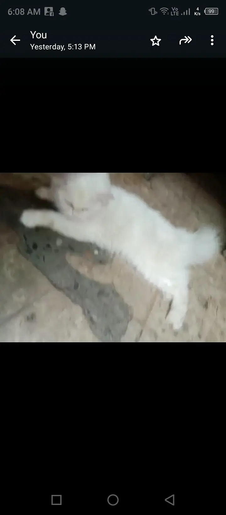 persion Cate home breed — photo 2