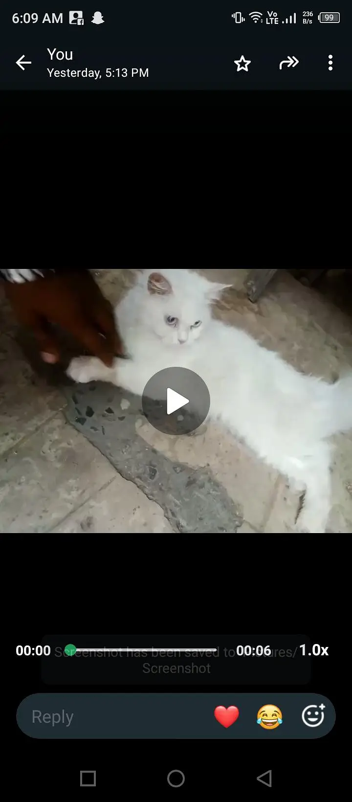 persion Cate home breed — photo 3