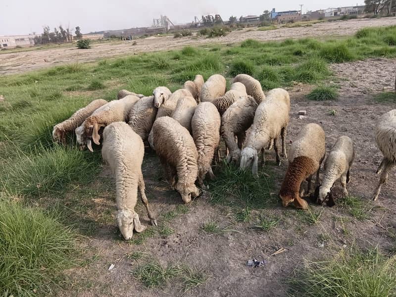 sheeps  0