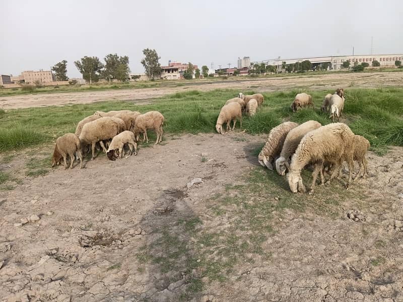 sheeps  1
