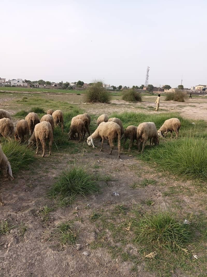 sheeps  2