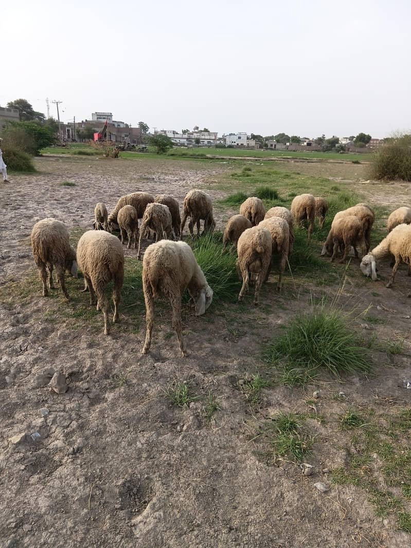 sheeps  3