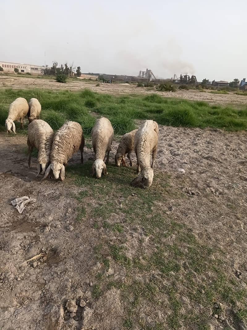 sheeps  4