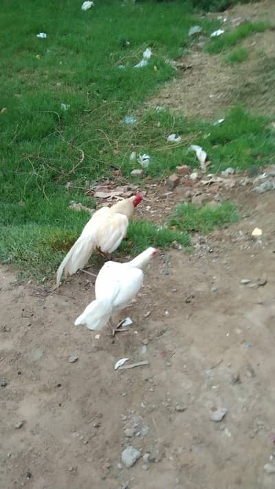 Heera amroha aseel breedar pair for sel