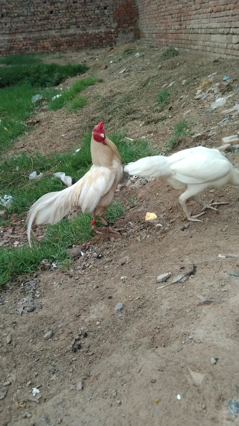 Heera amroha aseel breedar pair for sel — photo 3