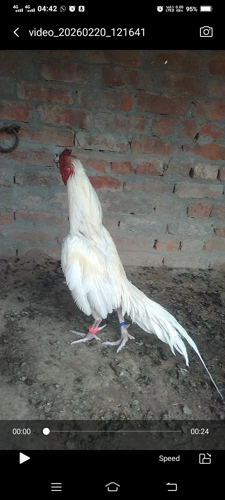 Heera amroha aseel breedar pair for sel — photo 4