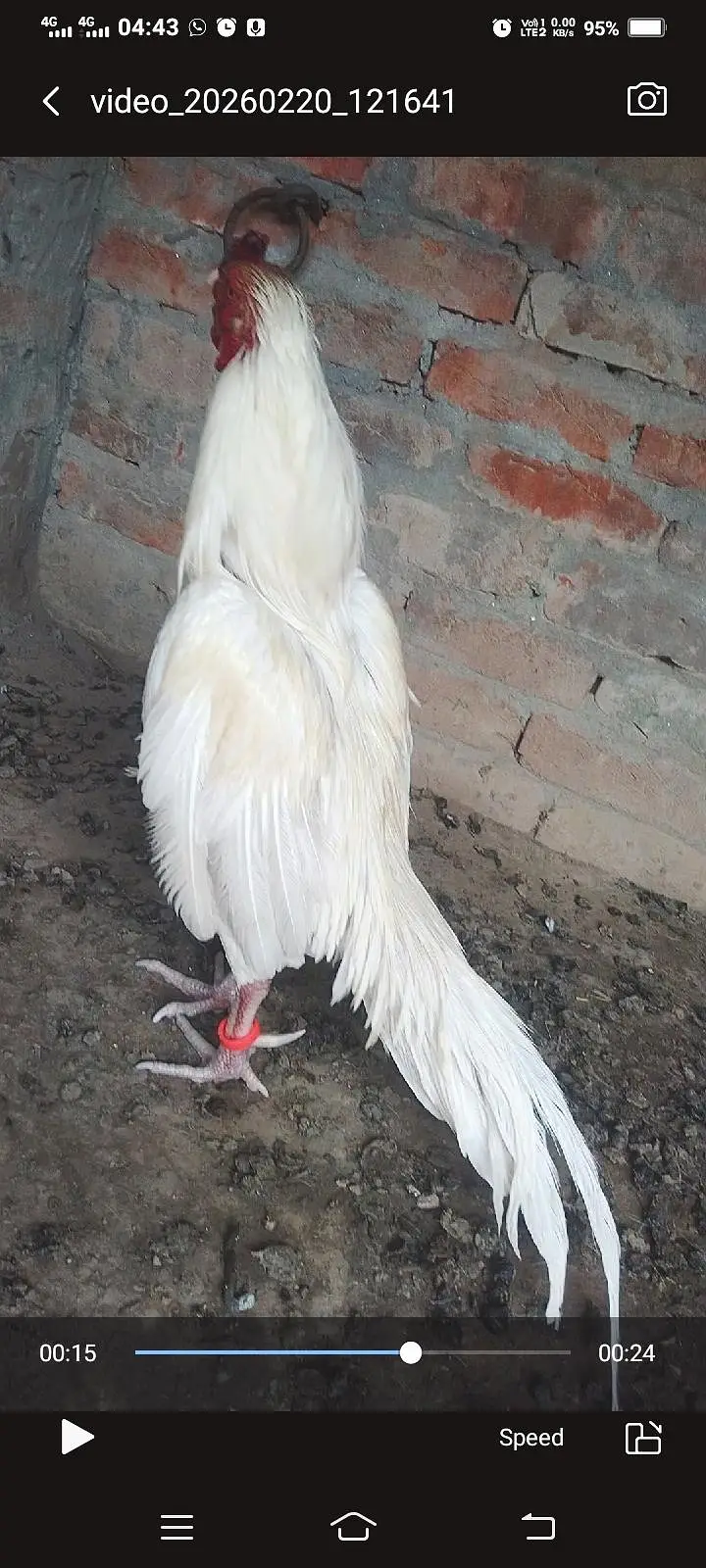 Heera amroha aseel breedar pair for sel — photo 5