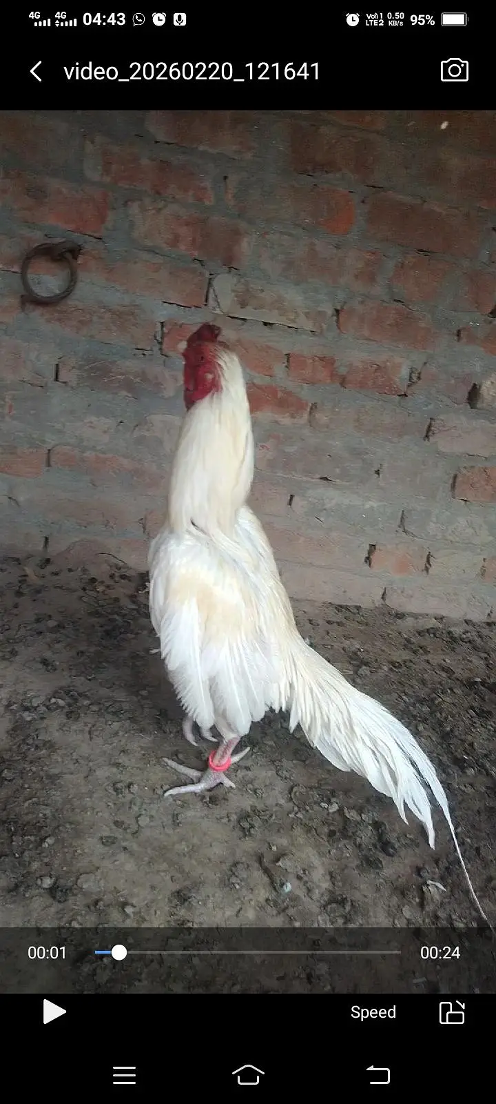 Heera amroha aseel breedar pair for sel — photo 6