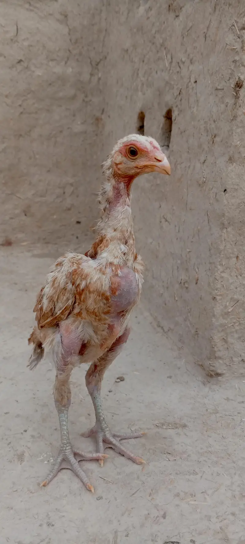 ye aseel Bache Hy koi bh maslana nahi he inko — photo 3