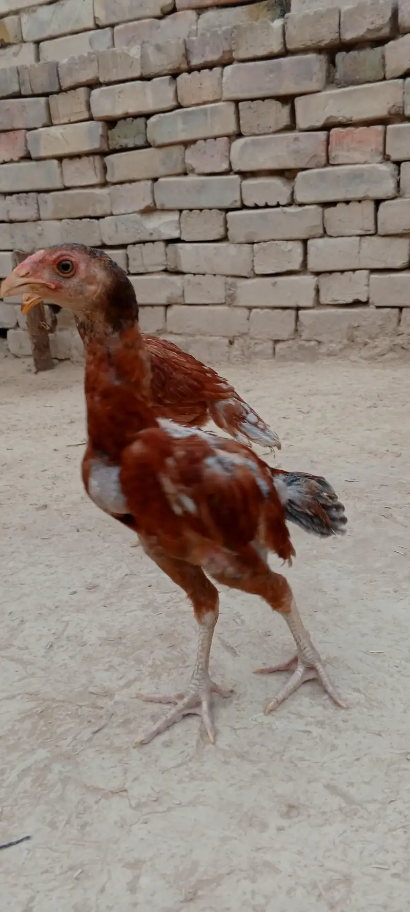 ye aseel Bache Hy koi bh maslana nahi he inko — photo 5