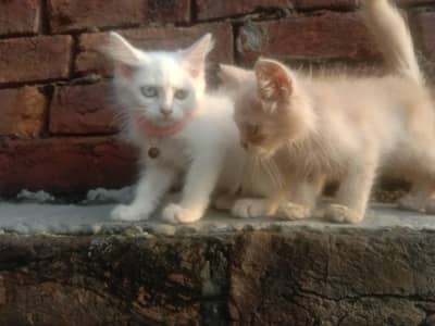 beautiful Persian baby