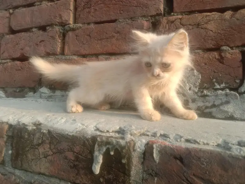 beautiful Persian baby — photo 2