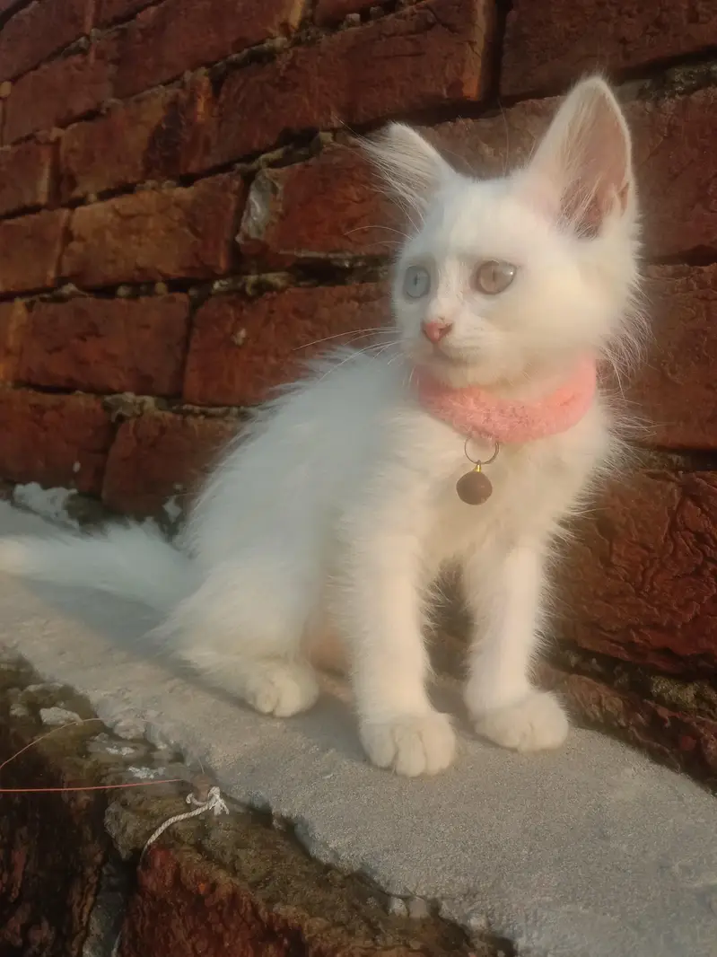 beautiful Persian baby — photo 3