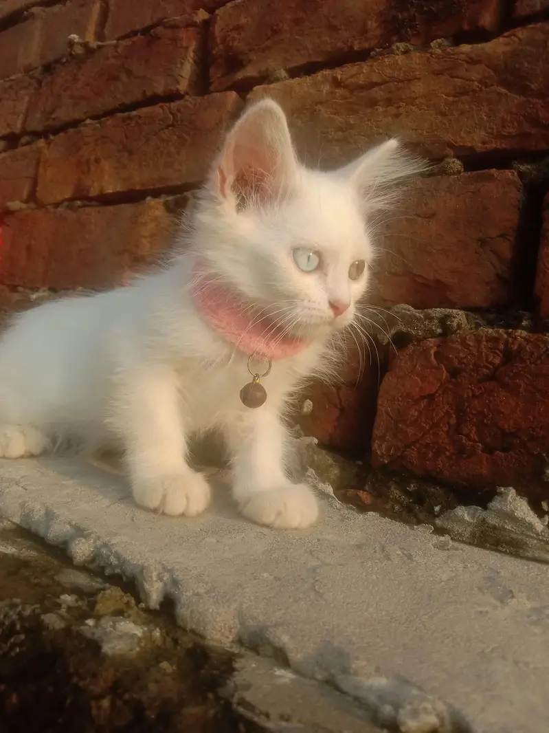beautiful Persian baby — photo 4