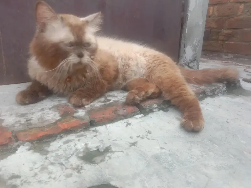 beautiful Persian baby — photo 5