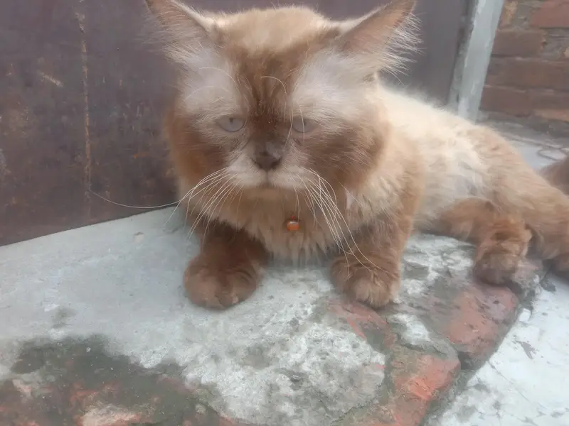 beautiful Persian baby — photo 6