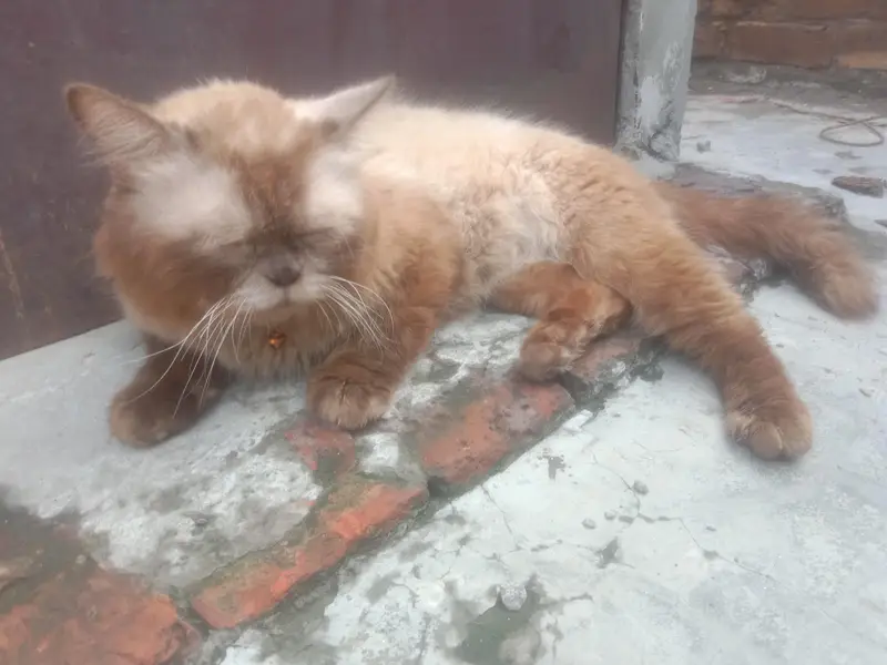 beautiful Persian baby — photo 7