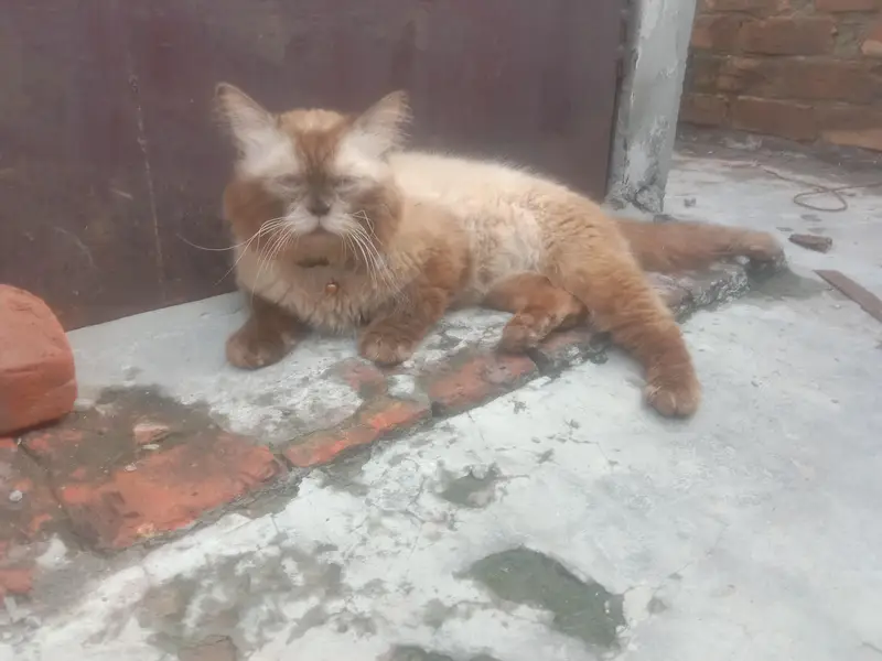 beautiful Persian baby — photo 8