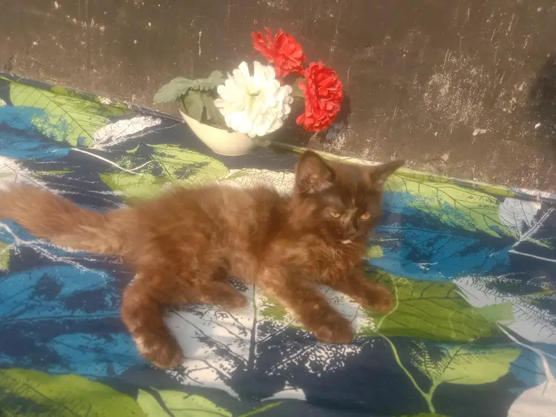 beautiful Persian baby — photo 9