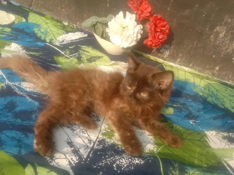 beautiful Persian baby — photo 10