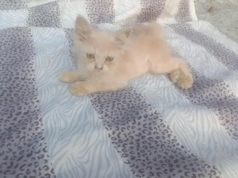 beautiful Persian baby — photo 12