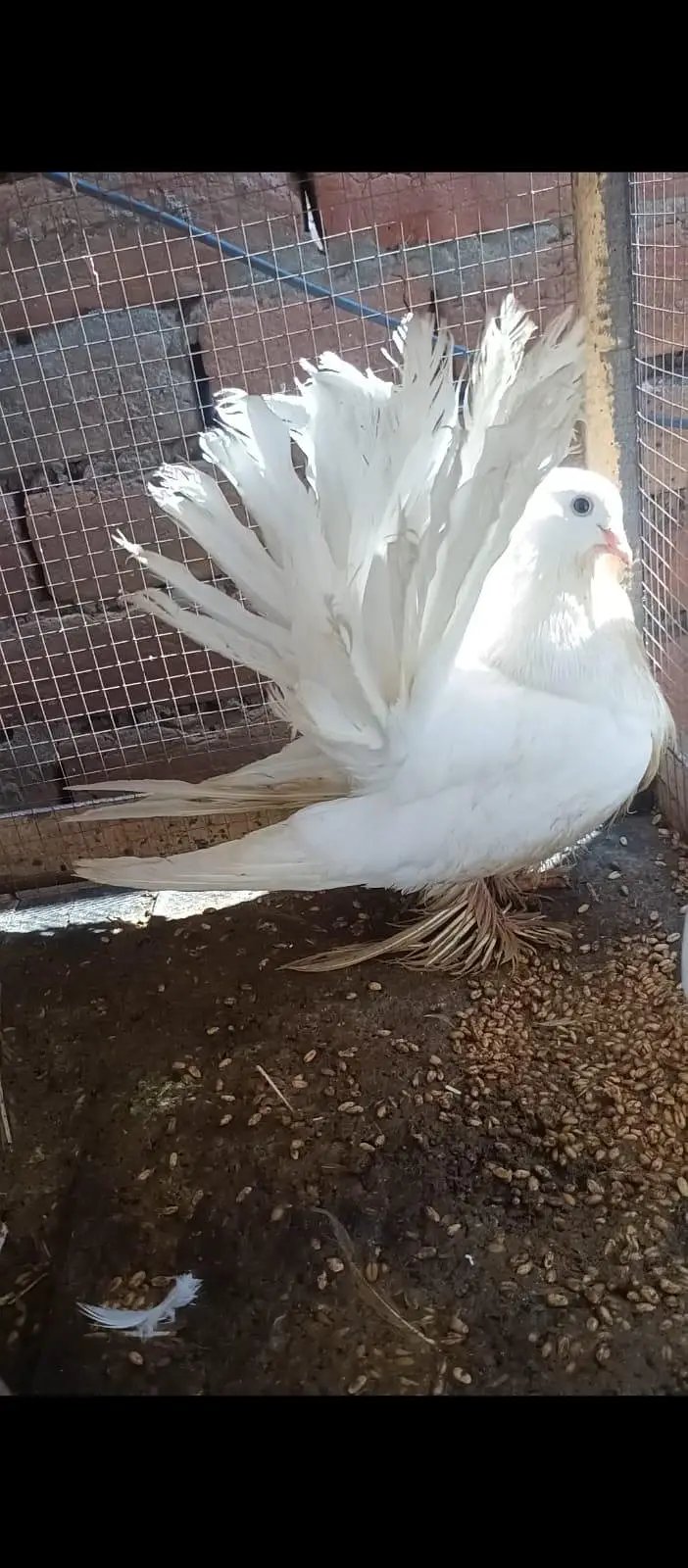 American fantail for sale. — photo 2