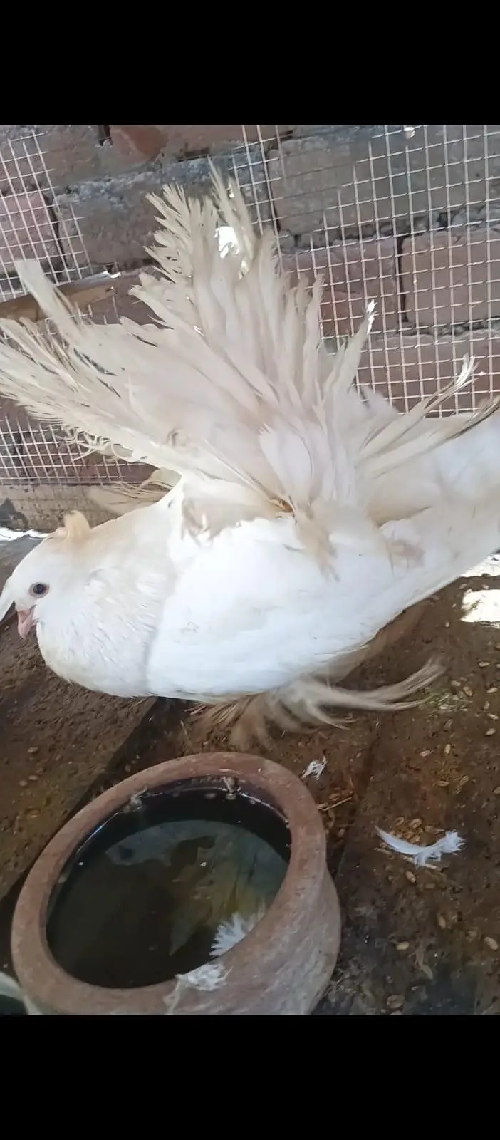 American fantail for sale. — photo 6