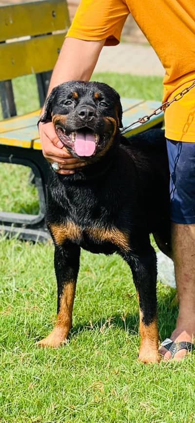 Healthy bitch Rottweiler