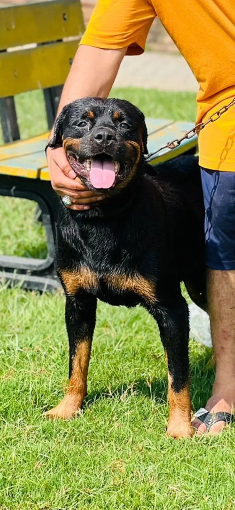 Healthy bitch Rottweiler