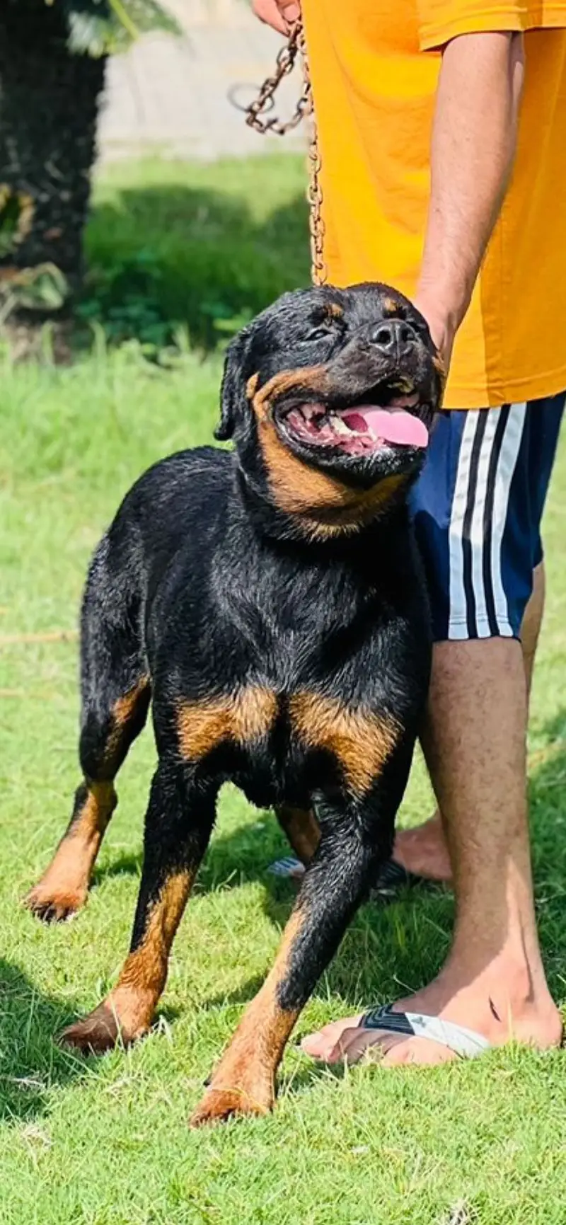 Healthy bitch Rottweiler — photo 2