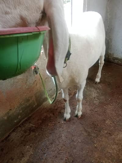 Dumba 7 month urgent sale