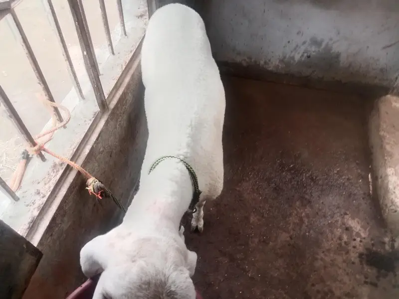 Dumba 7 month urgent sale — photo 4