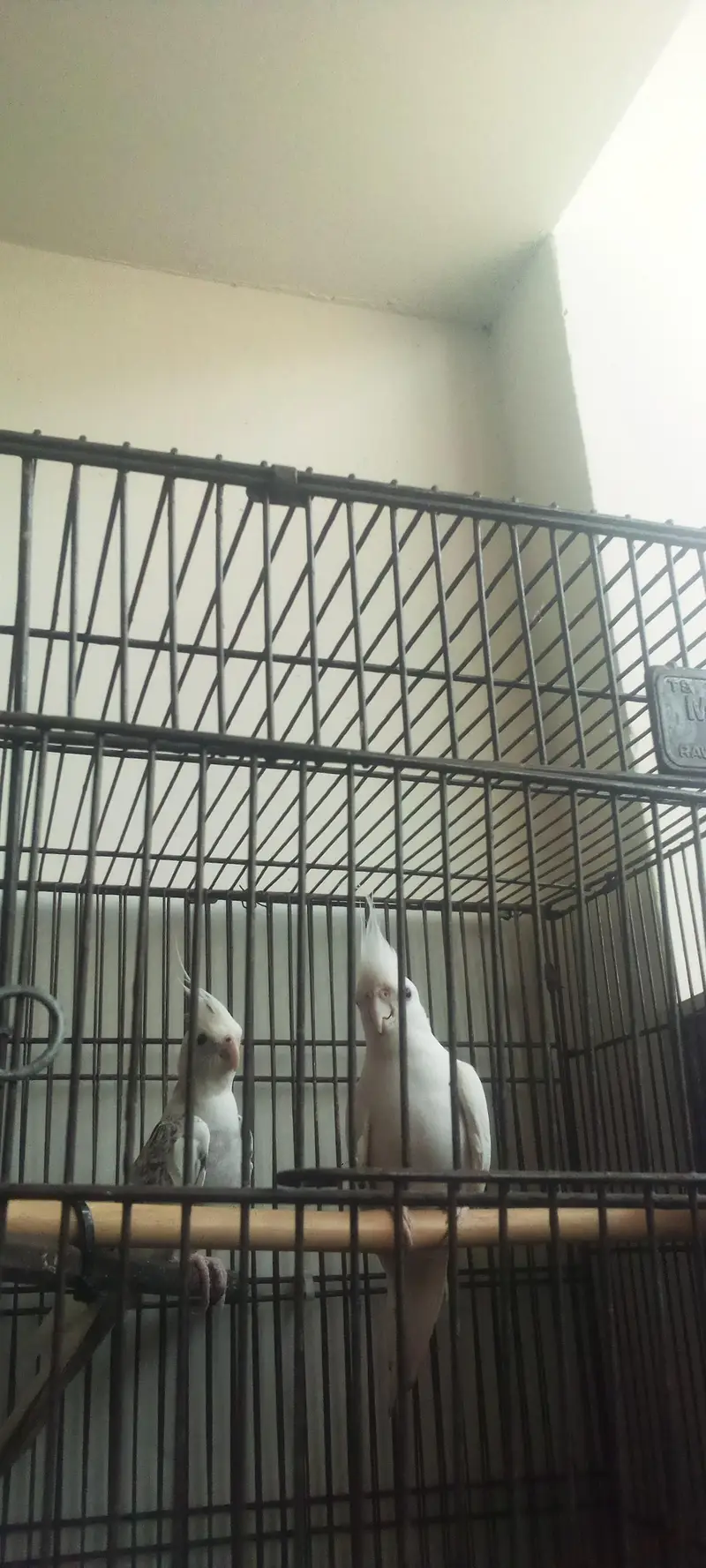 Cockatiel pair — photo 2