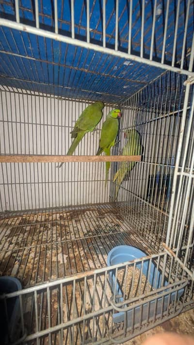 ringnack breeder pair for sale