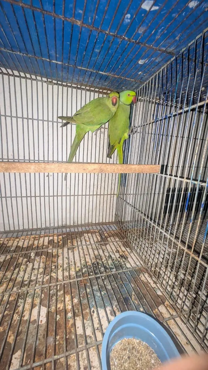 ringnack breeder pair for sale — photo 2