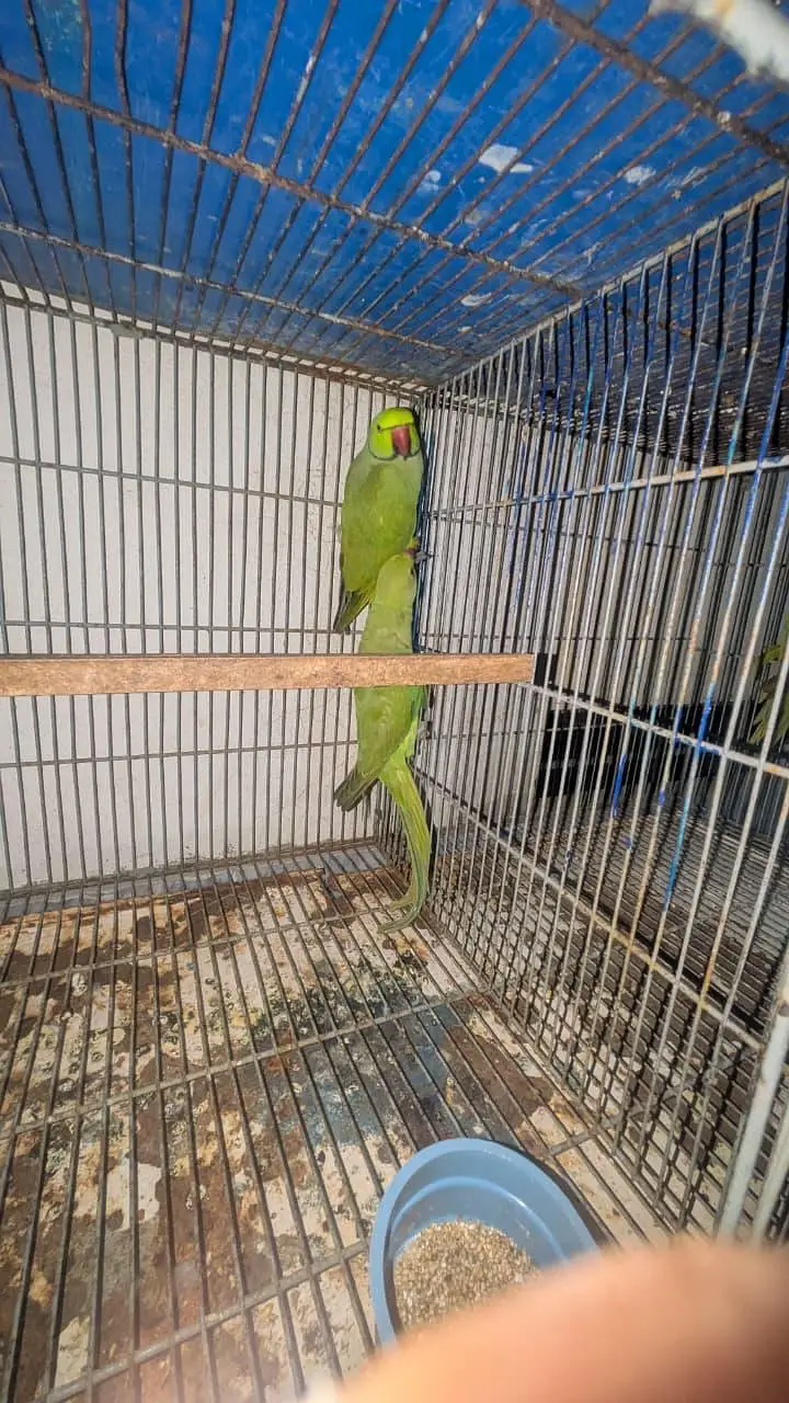 ringnack breeder pair for sale — photo 3