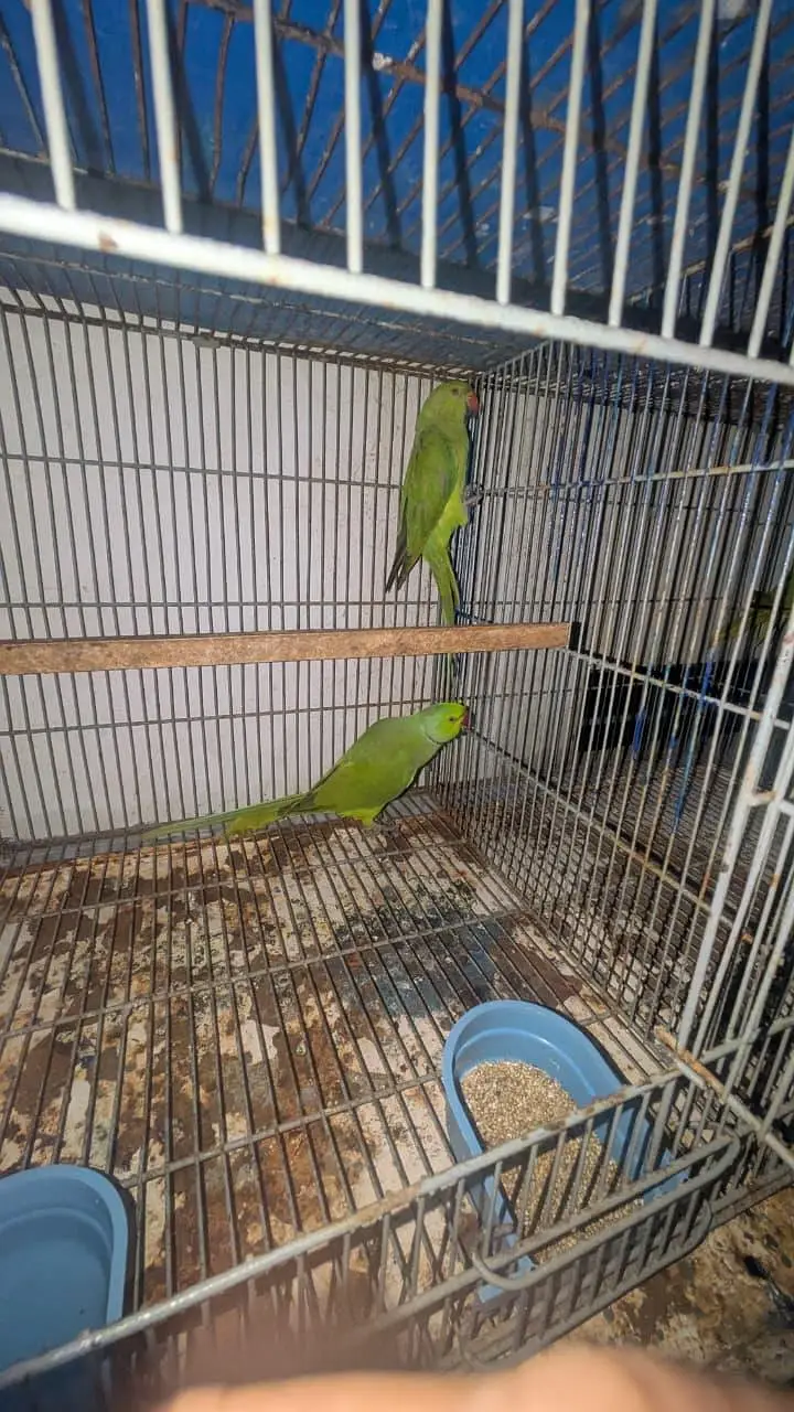 ringnack breeder pair for sale — photo 4