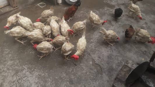 Hens | Layer hens for sale | Full healthy and active