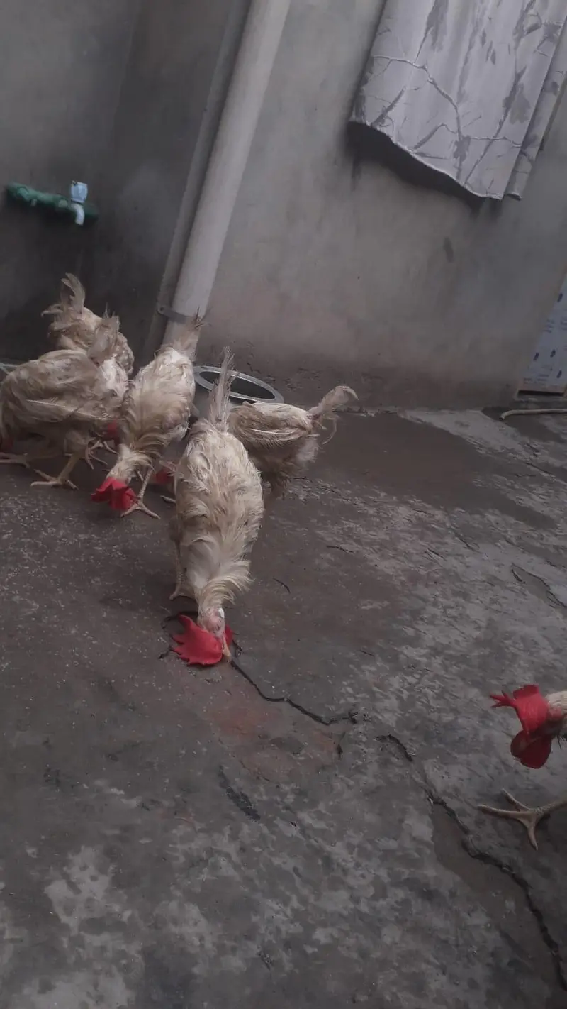 Hens | Layer hens for sale | Full healthy and active — photo 2