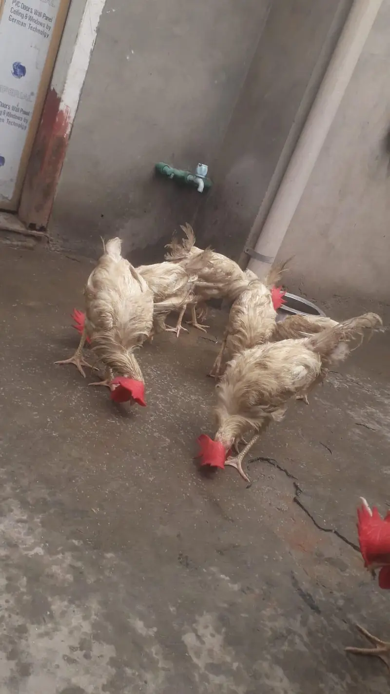 Hens | Layer hens for sale | Full healthy and active — photo 3
