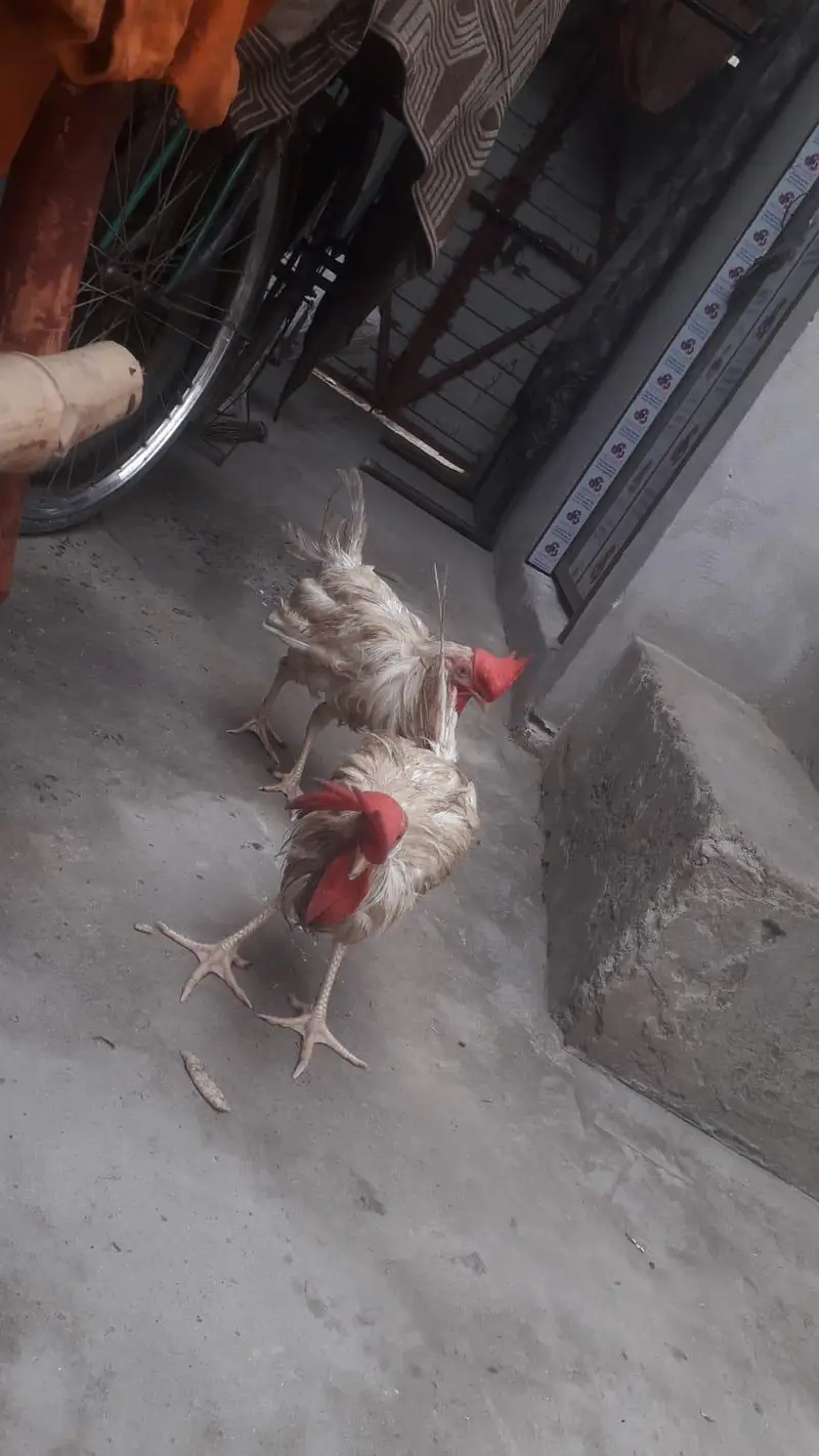 Hens | Layer hens for sale | Full healthy and active — photo 4