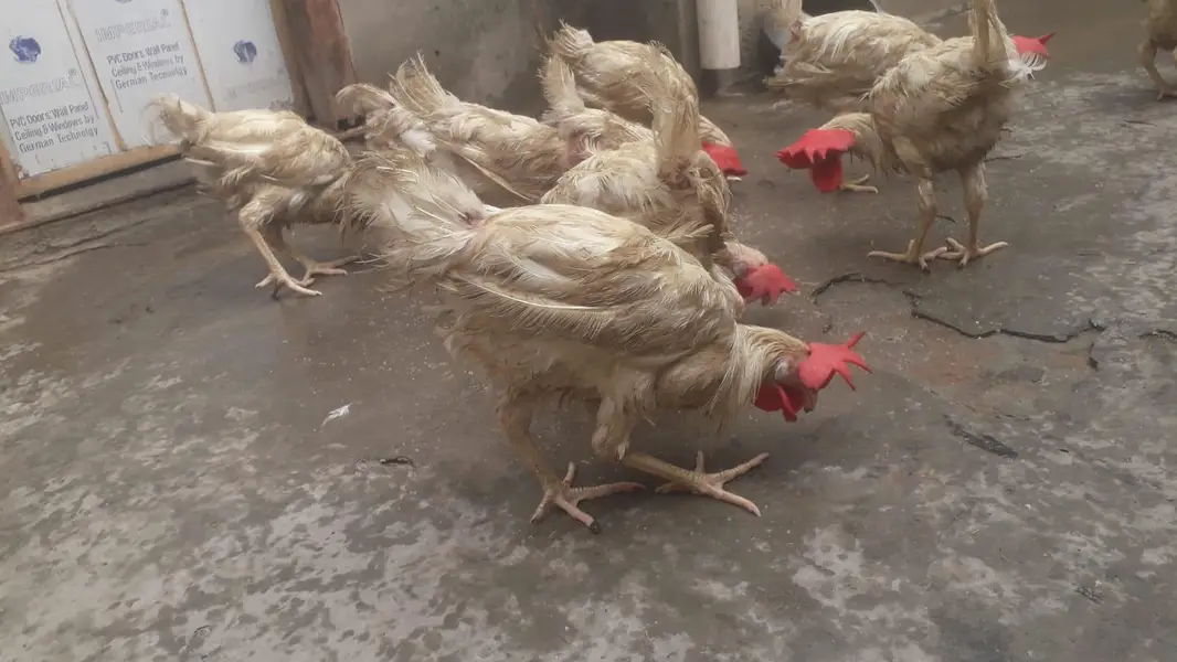 Hens | Layer hens for sale | Full healthy and active — photo 5