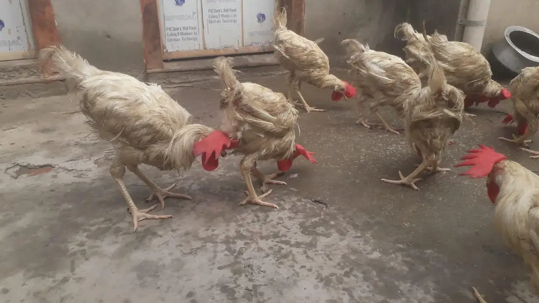 Hens | Layer hens for sale | Full healthy and active — photo 6