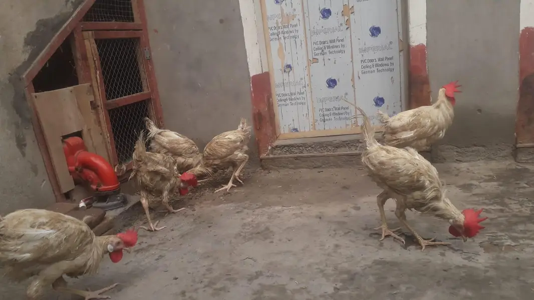 Hens | Layer hens for sale | Full healthy and active — photo 7