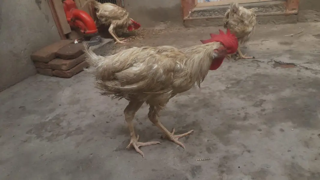 Hens | Layer hens for sale | Full healthy and active — photo 8