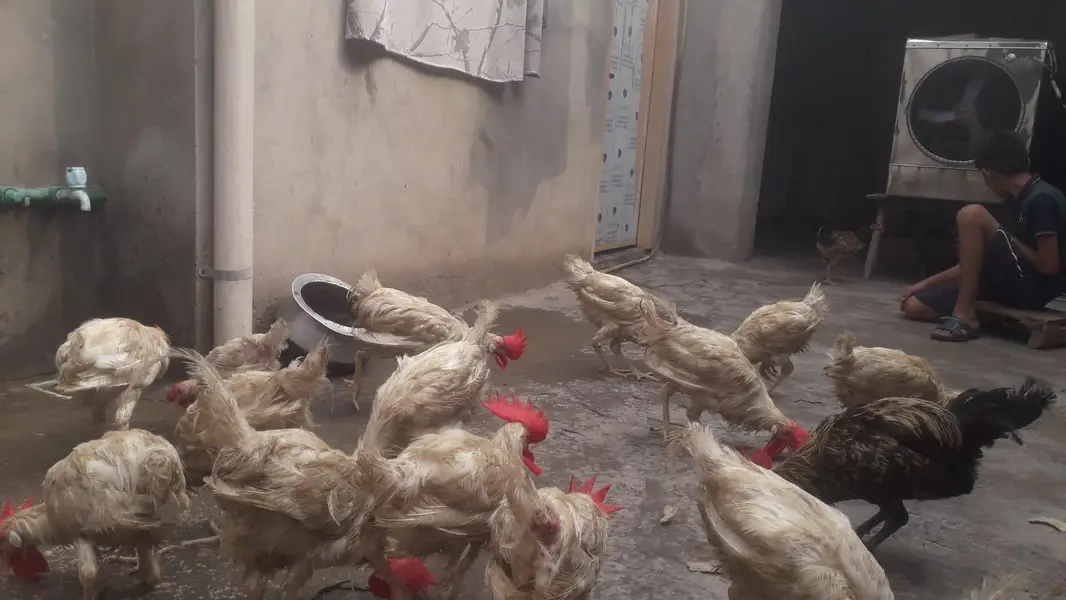 Hens | Layer hens for sale | Full healthy and active — photo 9