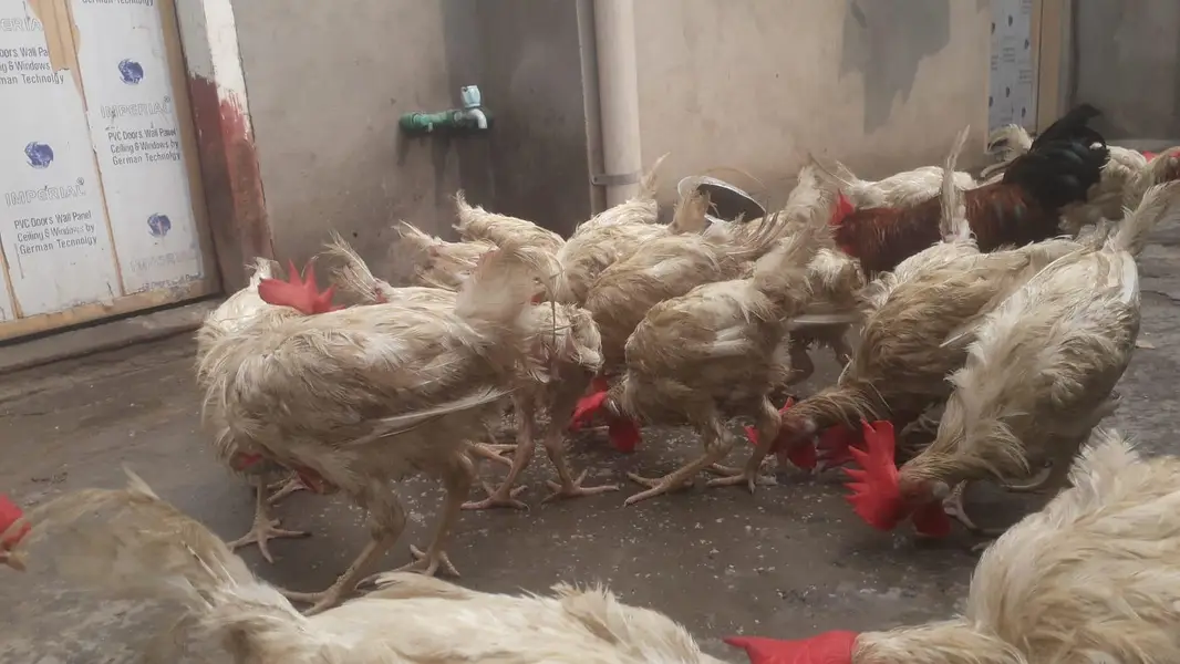 Hens | Layer hens for sale | Full healthy and active — photo 10