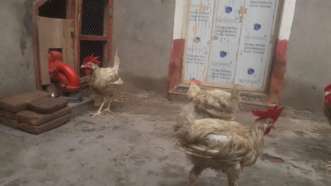 Hens | Layer hens for sale | Full healthy and active — photo 11