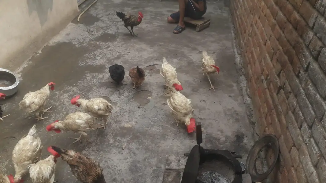 Hens | Layer hens for sale | Full healthy and active — photo 12