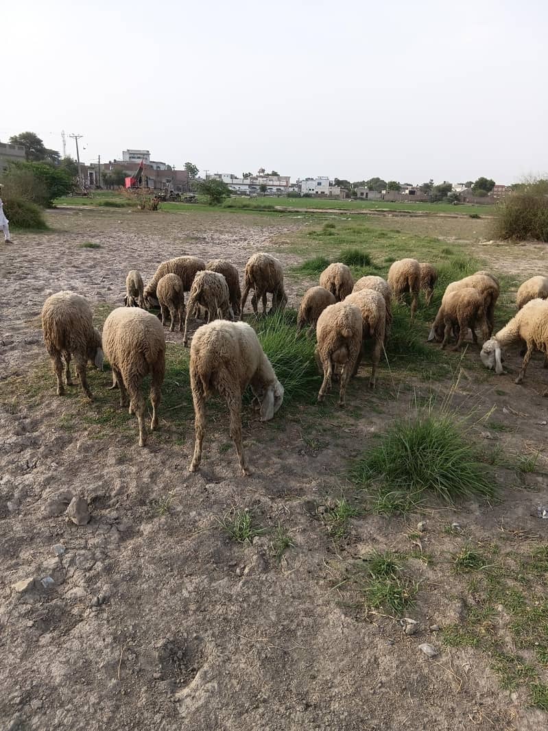 sheep 0